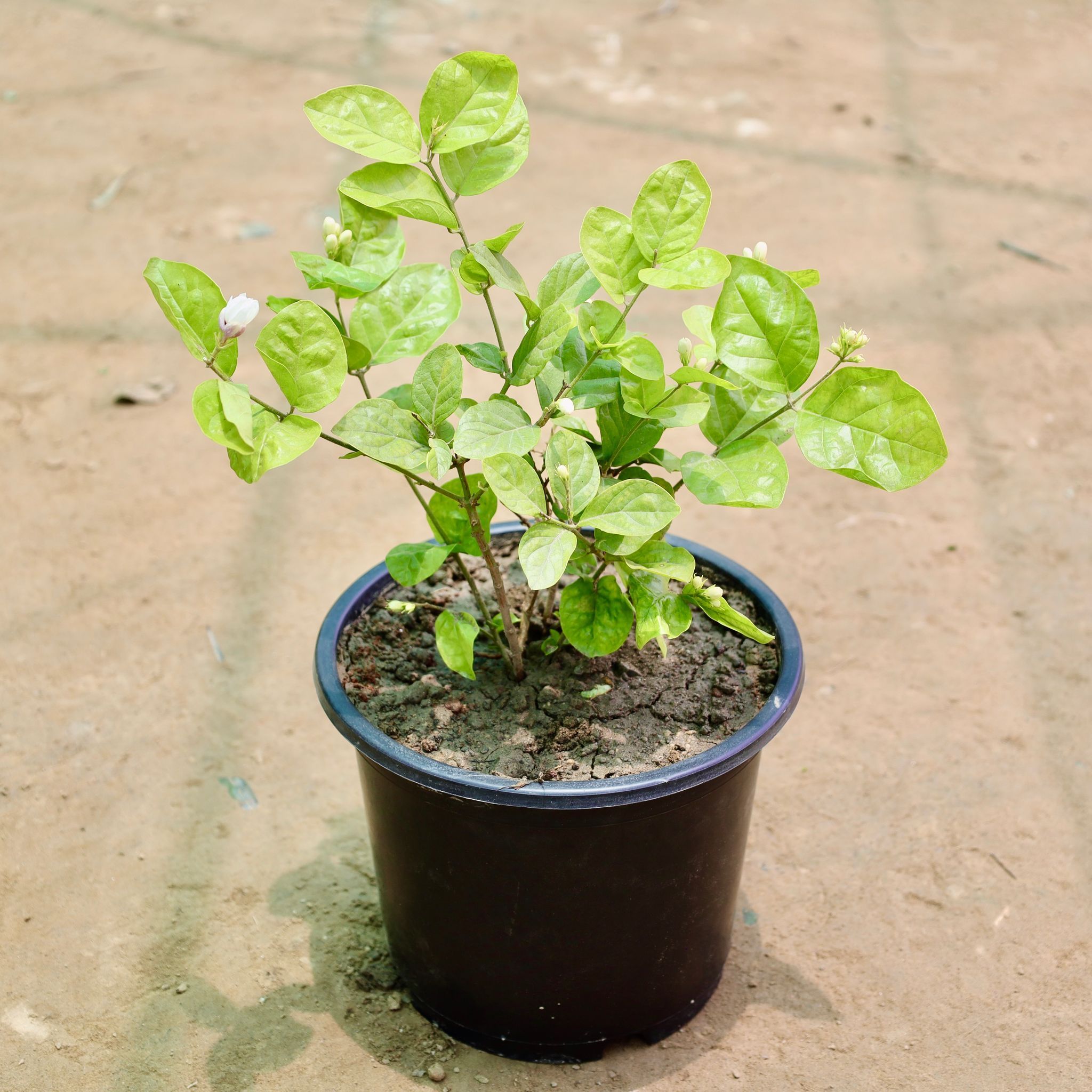Mogra / Motia Jasmine (Pune Variety) in 8 Inch Nursery Pot