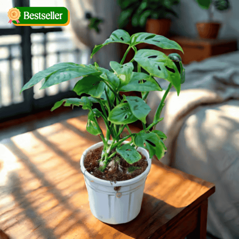 Monstera Broken Heart in 4 Inch Nursery Pot
