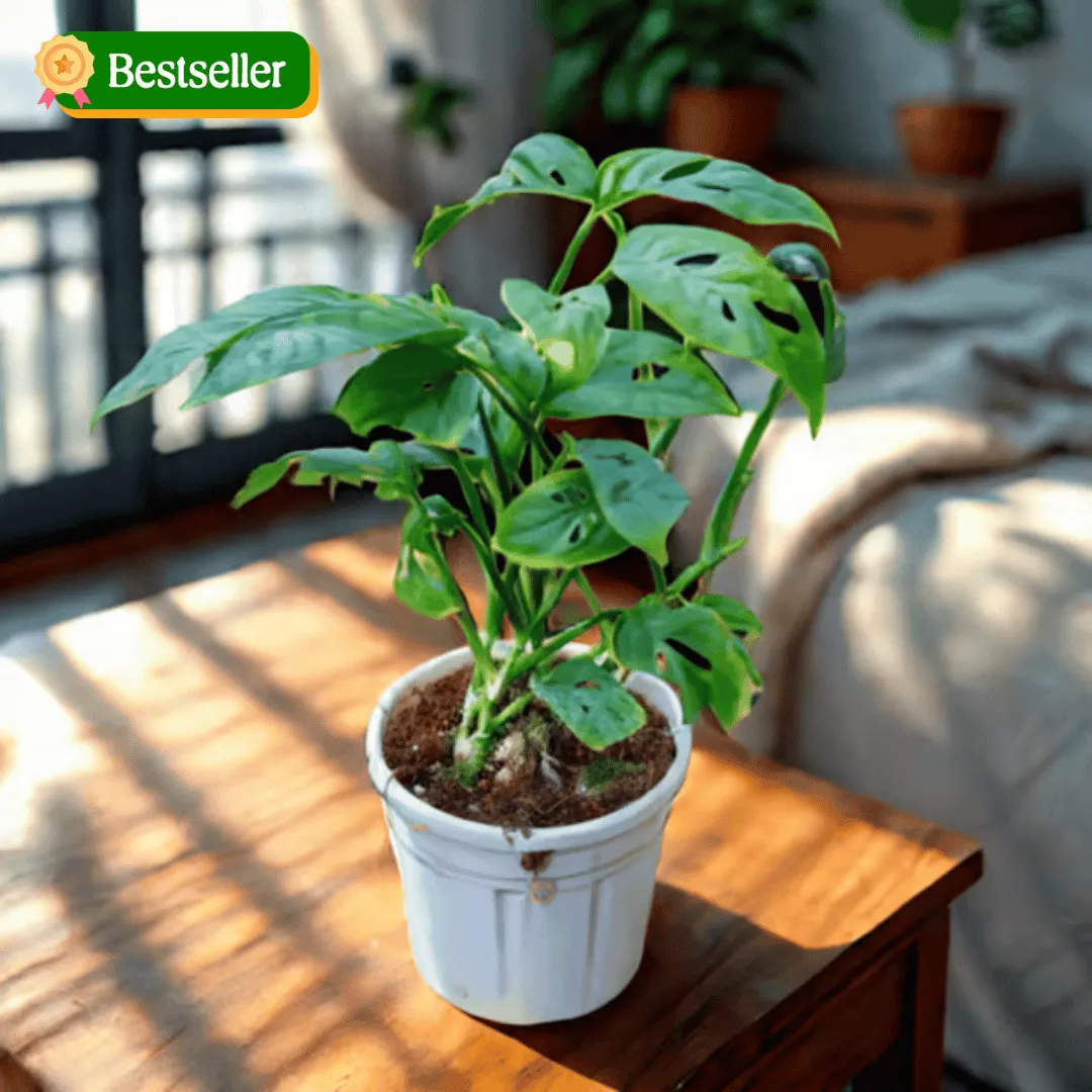 Monstera Broken Heart in 4 Inch Nursery Pot