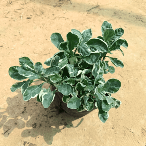 Variegated Alternanthera in 4 Inch Nursery Bag