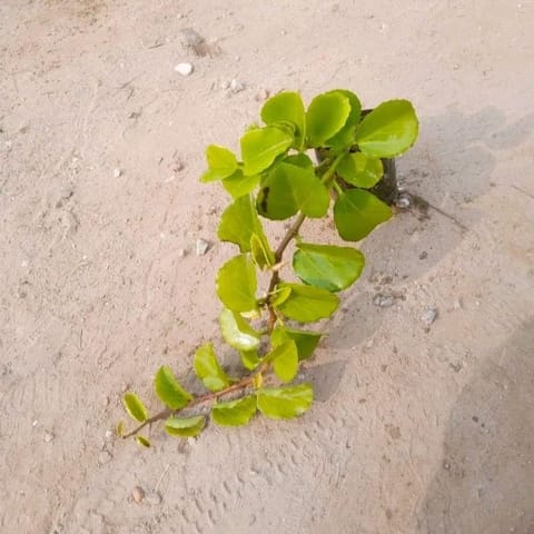 Cissus Rotundifolia / Grape IVY plant / Arabian wax IVY plant in 3 Inch Nursery Bag