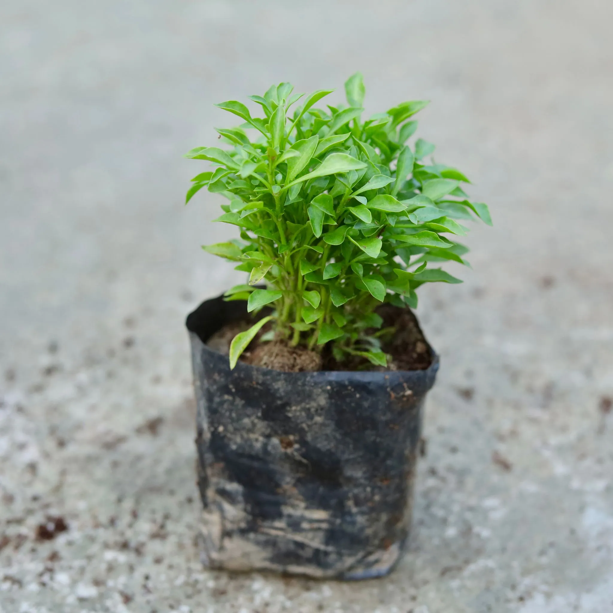 Duranta in 4 Inch Nursery bag