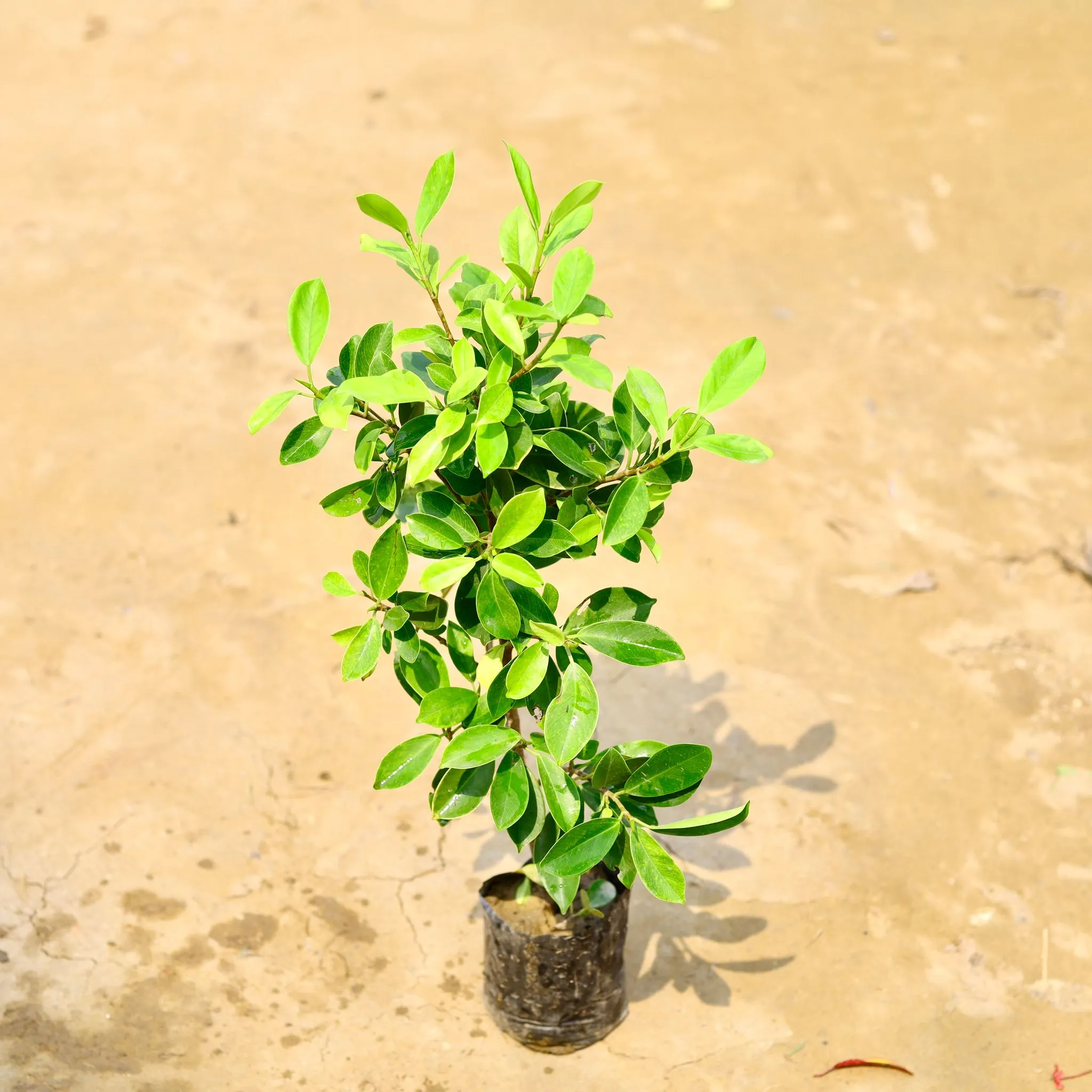 Ficus Panda in 4 Inch Nursery Bag