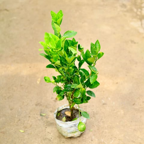 Nimbu / Lemon Plant in 8 Inch Nursery Bag