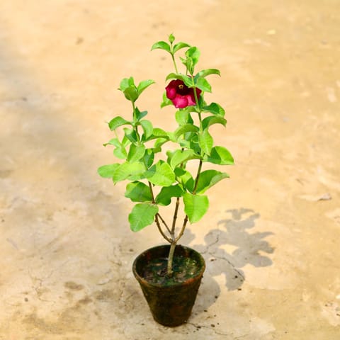 Allamanda Purple in 6 Inch Nursery bag