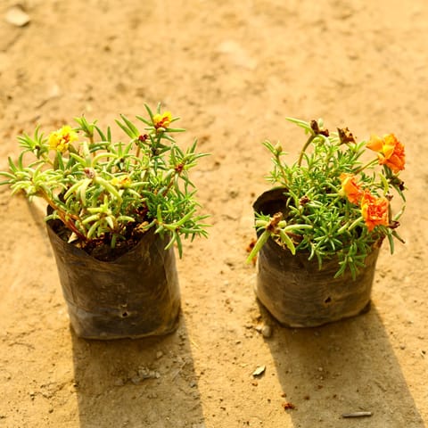 Set of 2 - Portulaca Moss rose (Orange & Yellow) in 4 Inch Nursery Bag
