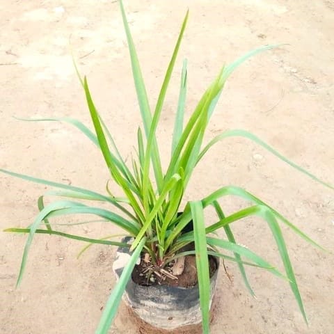 Rajnigandha in 5 Inch Nursery Bag