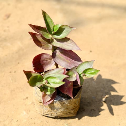 Wandering Jew in 4 Inch Nursery Bag