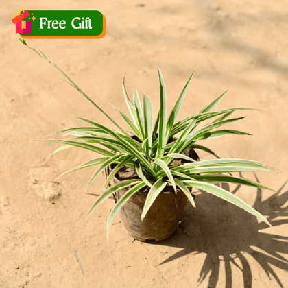 Free Gift - Spider Plant in 4 Inch Nursery Pot - Flash Sale
