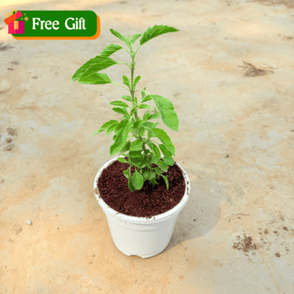 Free Gift - Rama Tulsi in 4 Inch White Nursery Pot - Flash Sale