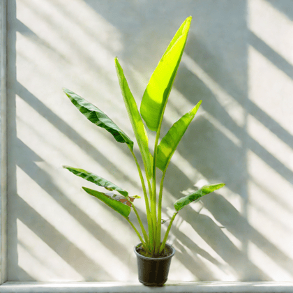 Traveller Palm (~ 3 Ft) in 10 Inch Nursery Pot