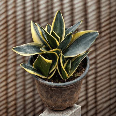 Snake Dwarf in 6 Inch Nursery Pot