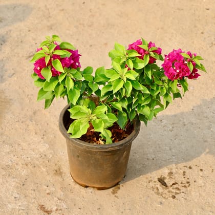 Bougainvillea Torch Glory (any colour) in 8 Inch Nursery Pot