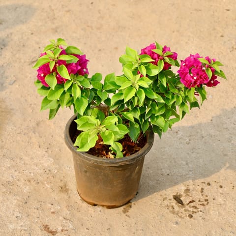 Bougainvillea Torch Glory (any colour) in 8 Inch Nursery Pot