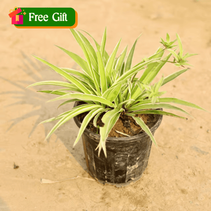 Free Gift - Spider Plant in 4 Inch Nursery Pot - Flash Sale