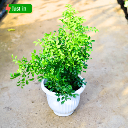 Madhu Kamini (Any Colour) in 10 Inch White Olive Plastic Pot