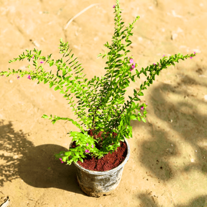 Cuphea / False Heather (any colour) in 6 Inch Nursery Pot