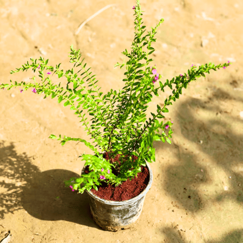 Cuphea / False Heather (any colour) in 6 Inch Nursery Pot