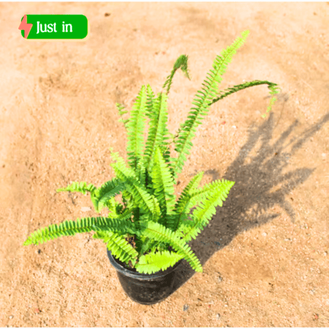 Boston Fern in 6 Inch Nursery Pot