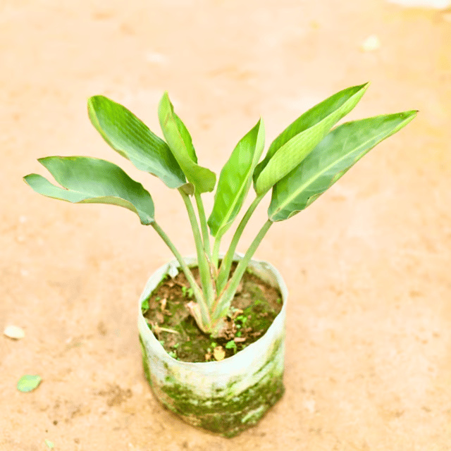 Bird of Paradise Plant in 4 Inch Nursery Bag