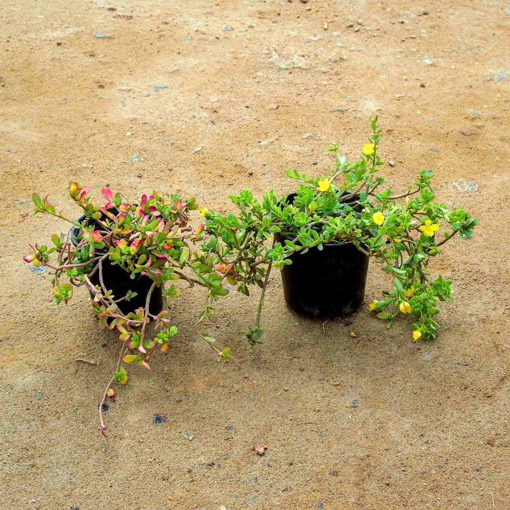 Set of 2 - Portulaca Moss Rose (Yellow & Red) in 6 Inch Nursery Pot Set of 2 - Portulaca Moss Rose (Yellow & Red) in 6 Inch Nursery Pot