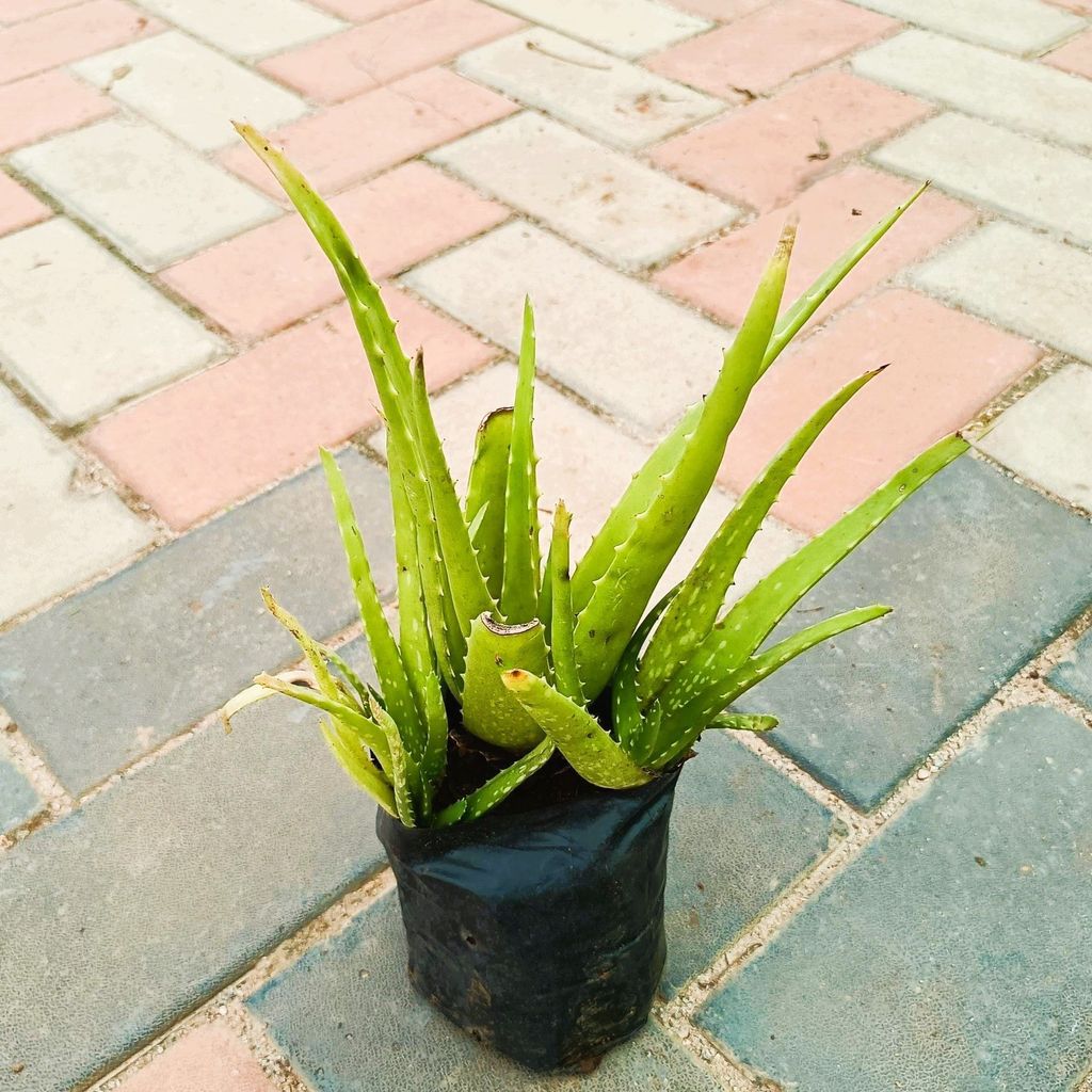 Aloe Vera in 4 Inch Nursery Bag Aloe Vera in 4 Inch Nursery Bag