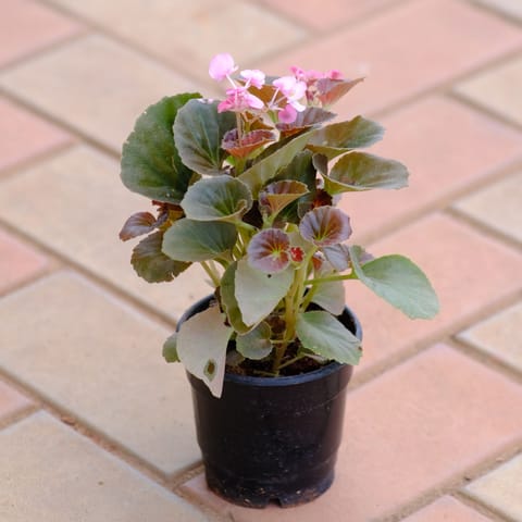 Begonia (any color) in 4 Inch Nursery Pot