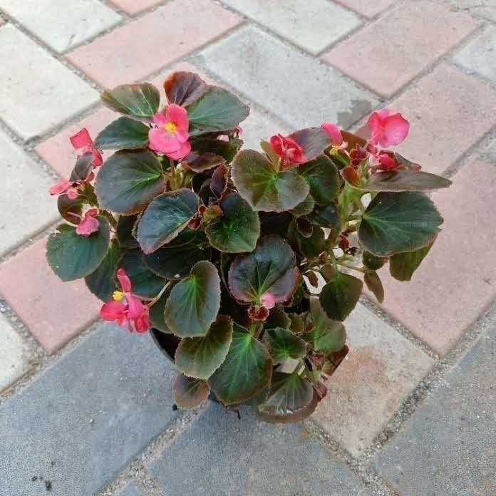 Begonia Pink in 4 Inch Nursery Pot