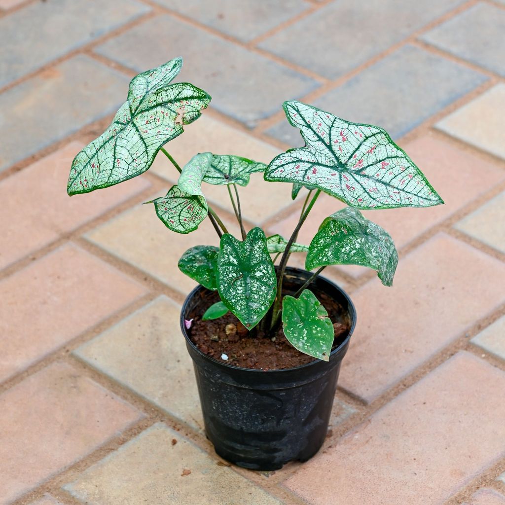Caladium / Miss Muffet / Angel Wings in 4 Inch Nursery Pot Caladium / Miss Muffet / Angel Wings in 4 Inch Nursery Pot