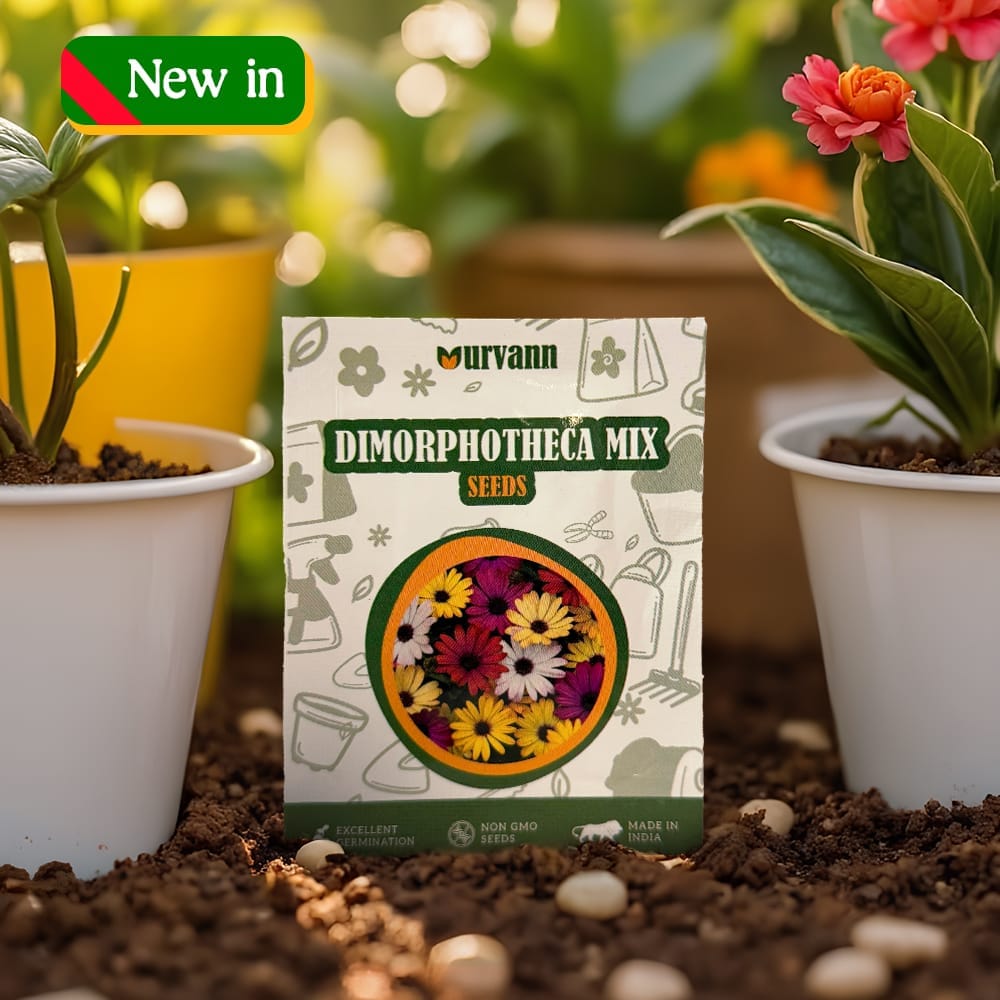 Dimorphotheca Mixed Seeds - GMO Free | Excellent Germination | Easy to Grow | Vibrant Blooms