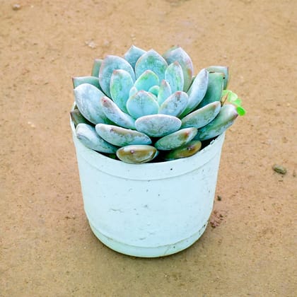 Echeveria Elegans Succulent in 3 Inch Nursery Pot