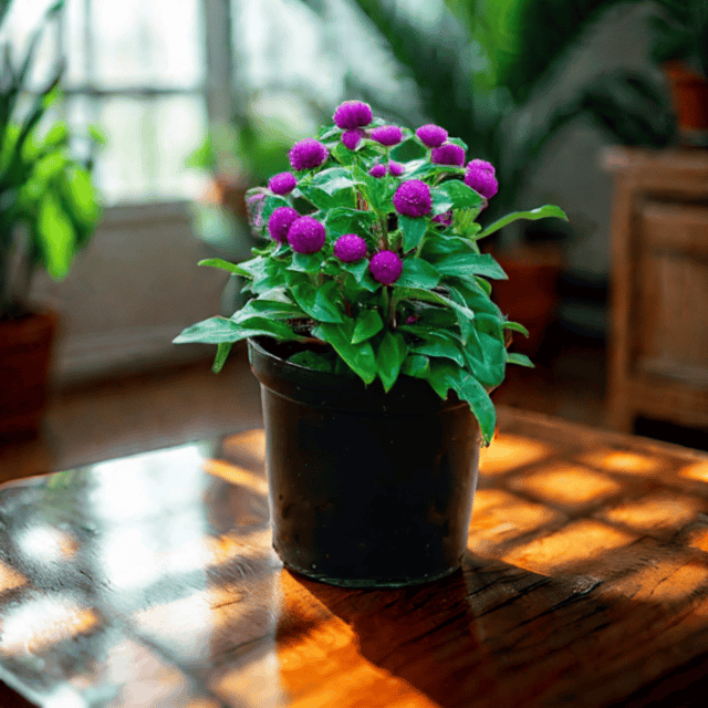 Gomphrena (Any Colour) in 6 Inch Nursery Pot