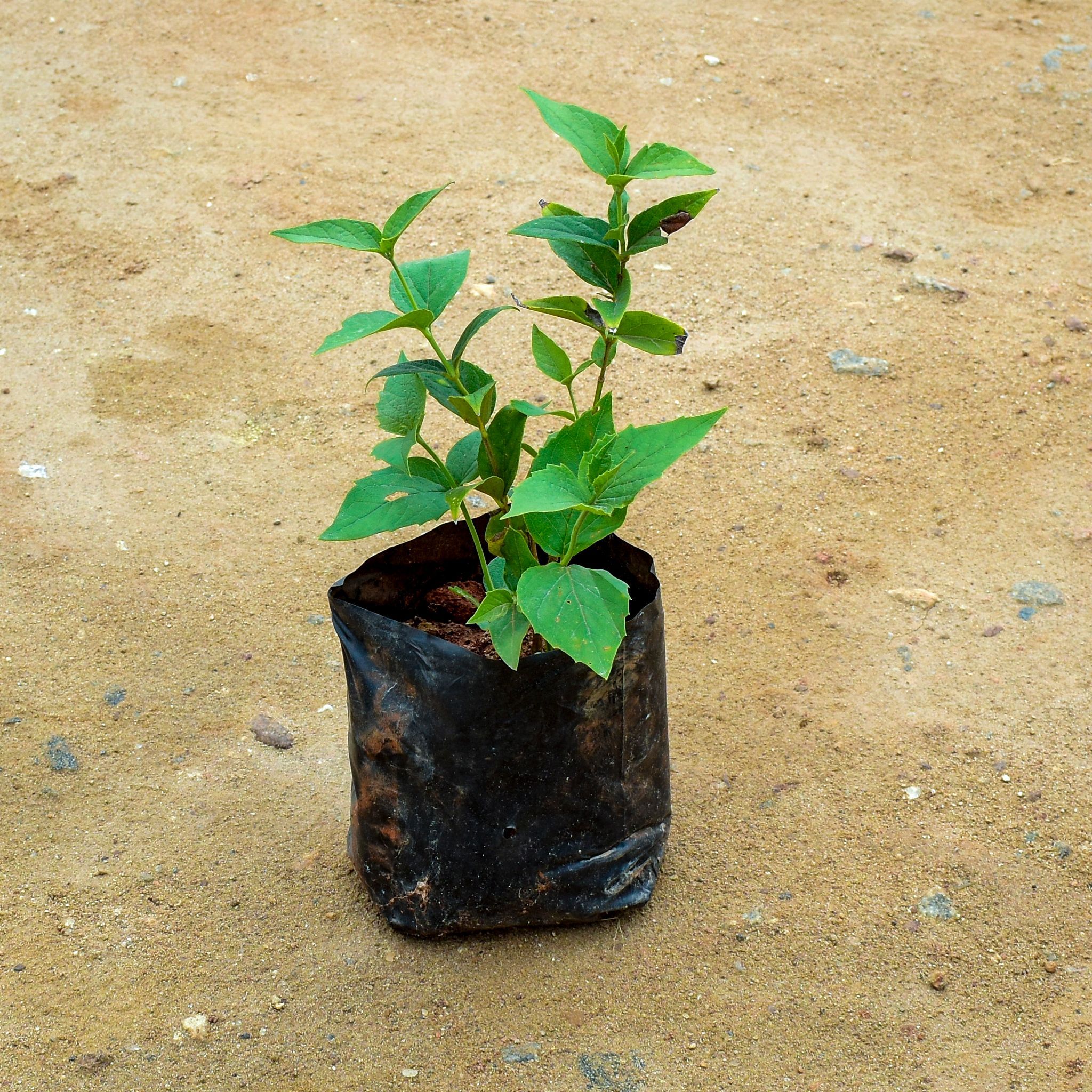 Harsingar / Parijat (any colour) in 7 Inch Nursery Bag