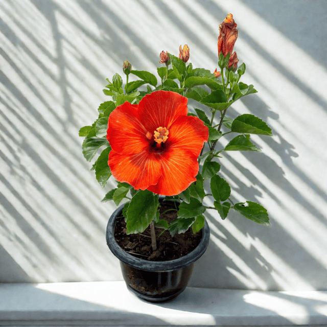 Hibiscus Red in 8 Inch Nursery Pot