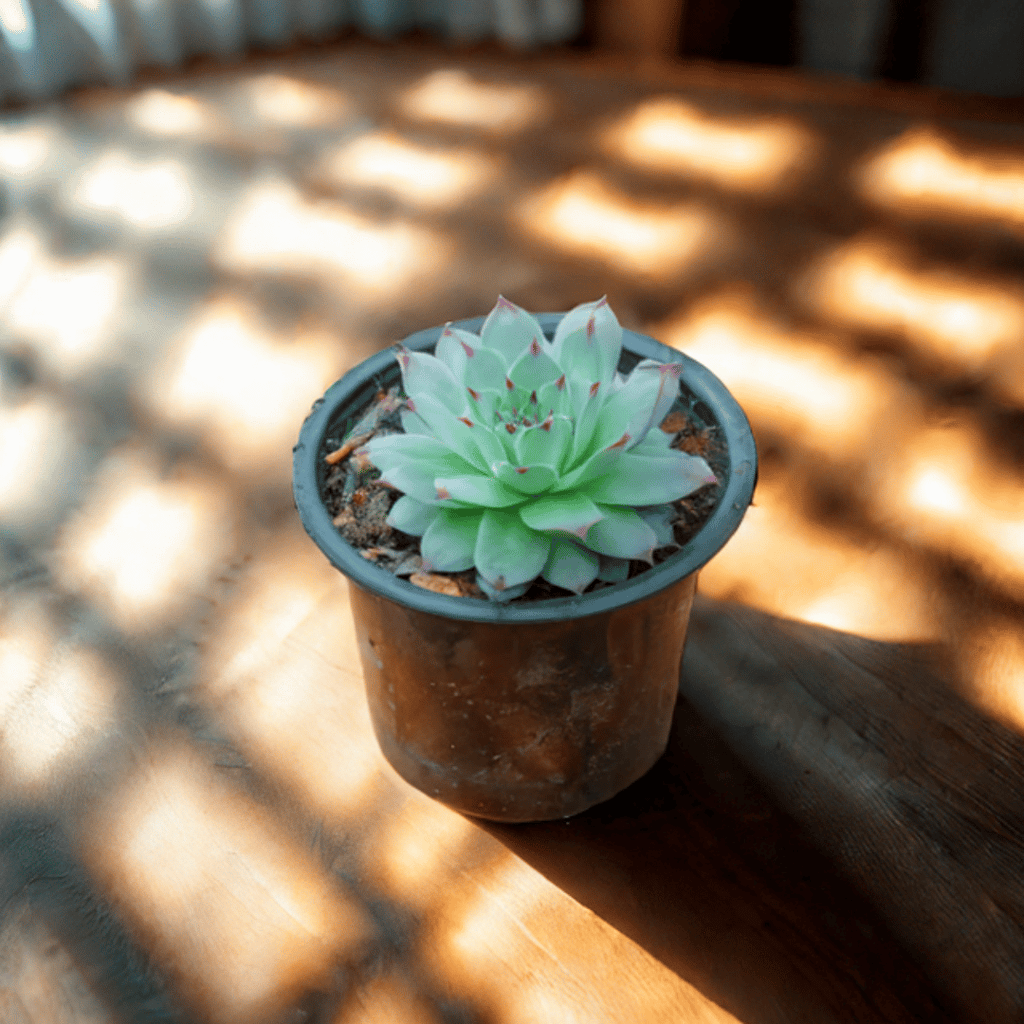 Laxmi Kamal Succulent in 3 Inch Nursery Pot Laxmi Kamal Succulent in 3 Inch Nursery Pot