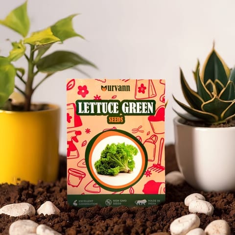 Lettuce Green Seeds - GMO Free | Excellent Germination | Easy to Grow | Hand Picked