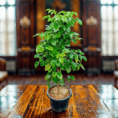 Radermachera / China Doll (~ 3 Ft) in 10 Inch Nursery Pot