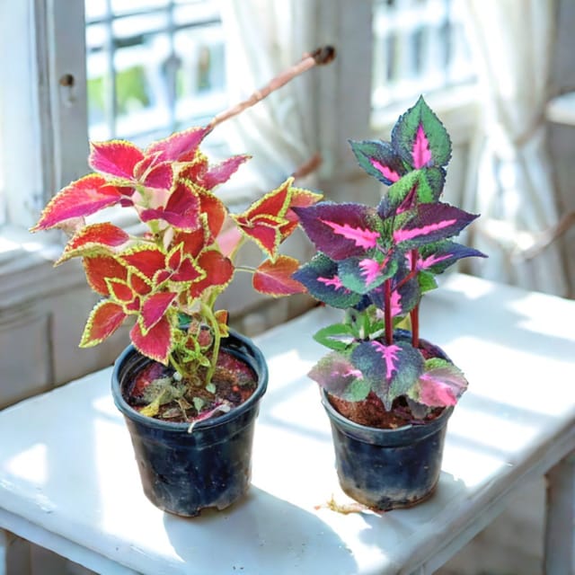 Set of 2 - Coleus (any colour & design) in 4 Inch Nursery Pot