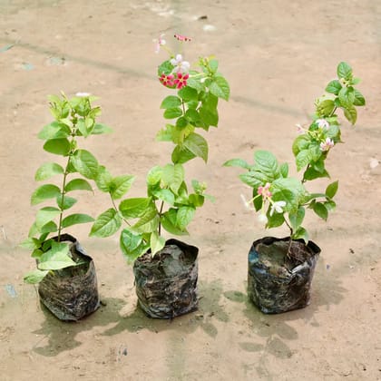 Set of 3 - Madhu Malti / Rangoon Creeper (any colour) in 4 Inch Nursery Bag