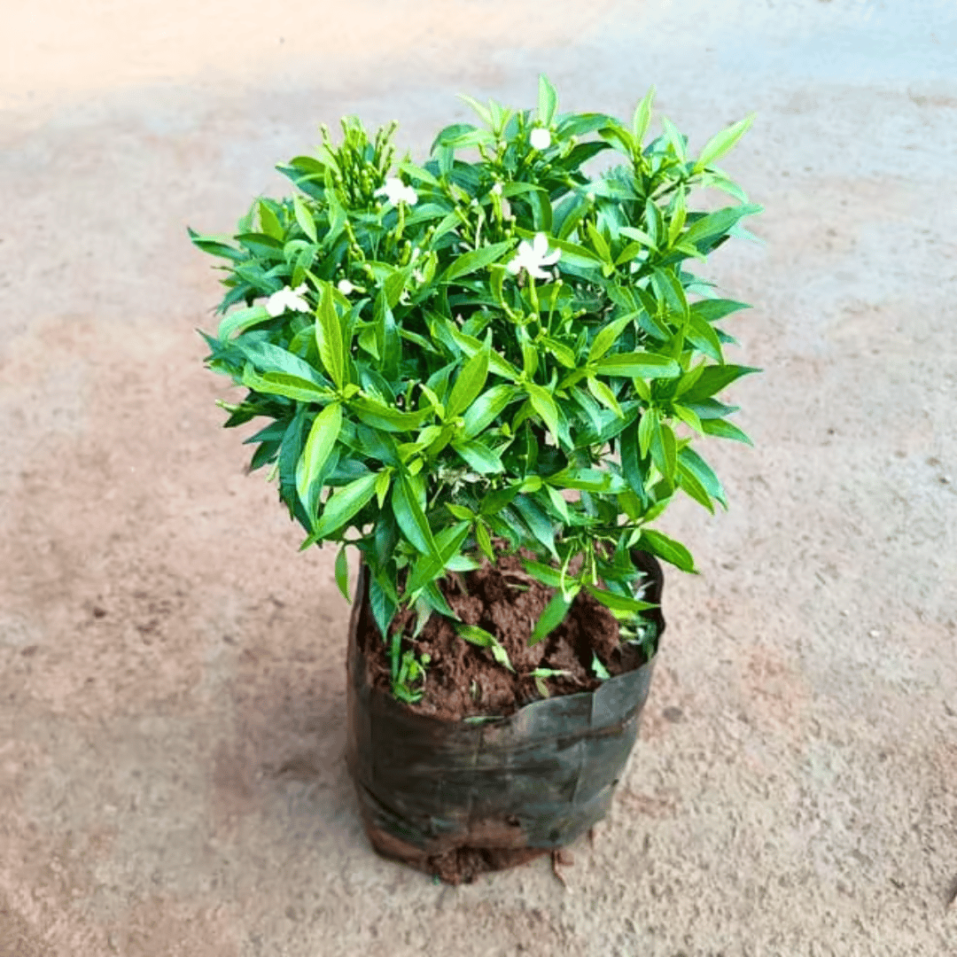 Mini Chandni / Dwarf Chandni in 8 Inch Nursery Bag