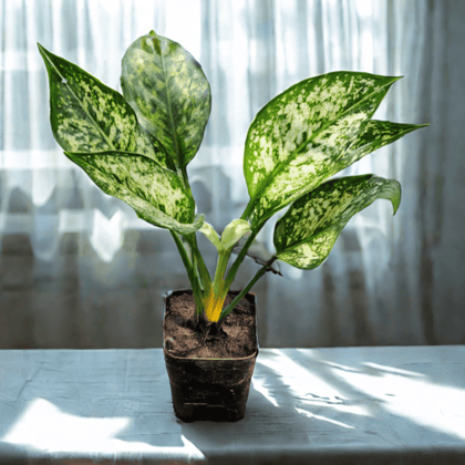 Aglaonema Snow White in 3 Inch Nursery Pot