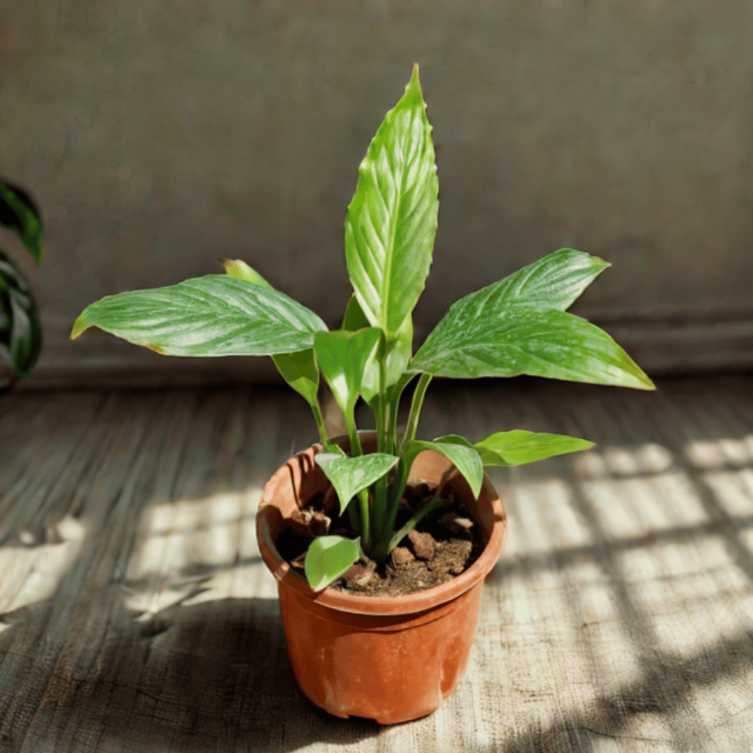 Peace Lily in 4 Inch Nursery Pot