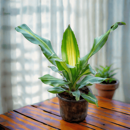 Dracaena Dara Singh in 6 Inch Nursery Pot