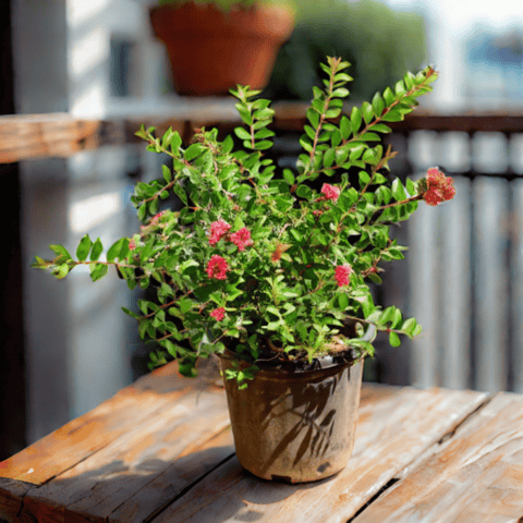 Lagerstroemia / Crepe Myrtle / Pride of India in 8 Inch Nursery Pot