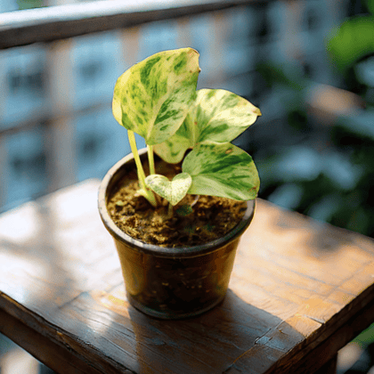 Money Plant Marble in 4 Inch Nursery Pot