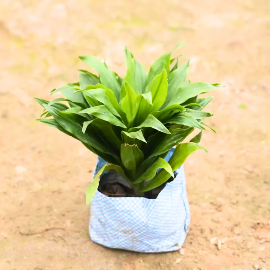 Dracaena compacta in 4 Inch Nursery Bag