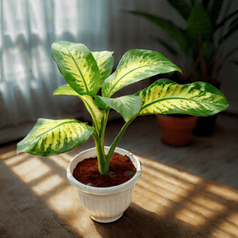 Dieffenbachia Seguine in 8 Inch White Olive Plastic Pot