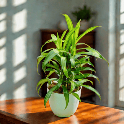 Dracaena Messenger in 6 Inch White Premium Orchid Round Plastic Pot