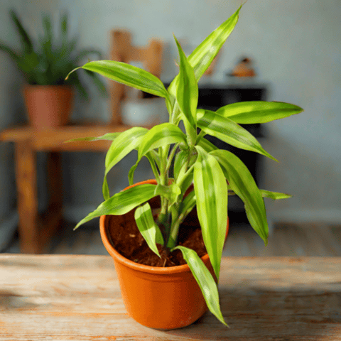 Lucky Bamboo in 6 Inch Red Nursery Pot
