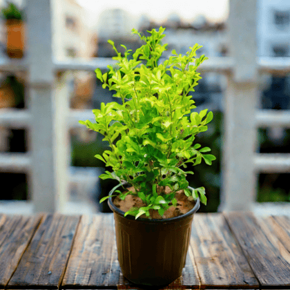 Madhu Kamini / Murraya (any colour) in 6 Inch Nursery Pot